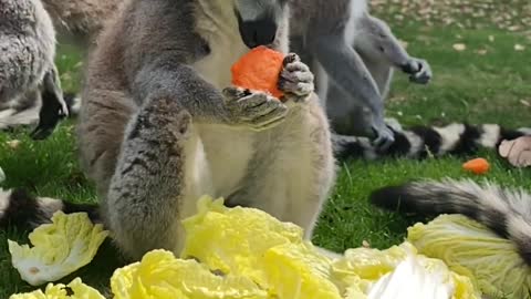 Ring-tailed lemur