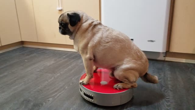 Dog Rides on Robot Room Vacuum