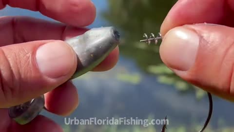 How to rig the mutant toad. The link UrbanFlorida