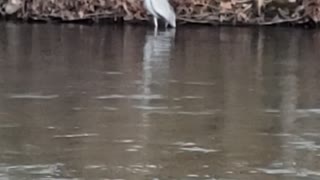 Blue Heron 1