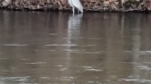 Blue Heron 1