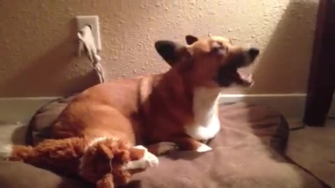 Corgi howling