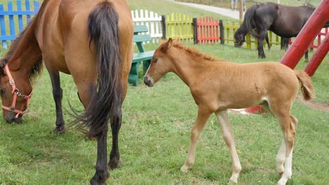 Nice Horse Soo Cute!