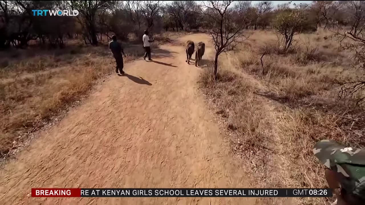 South Africa to ban captive lion breeding for hunting