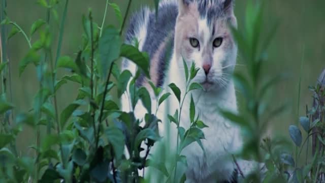 cute cat is very angry at to wind for disturbing his sleep.