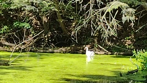 Jazzy Girl Superstar Pitbull Bird Hunting in the Swampy Woodlands