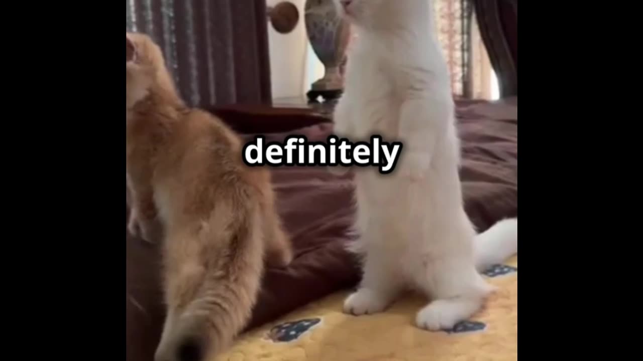 These Curious Kittens Are on High Alert! | Too cute to handle!