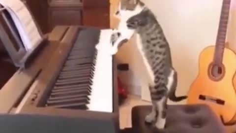 Cat Playing Piano