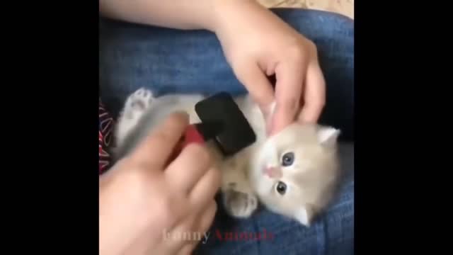 beautiful kittens