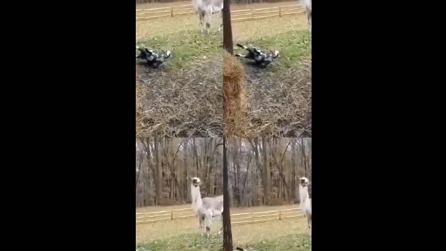 OMG So Cute Cats ♥ Best Funny Cat Videos 2021