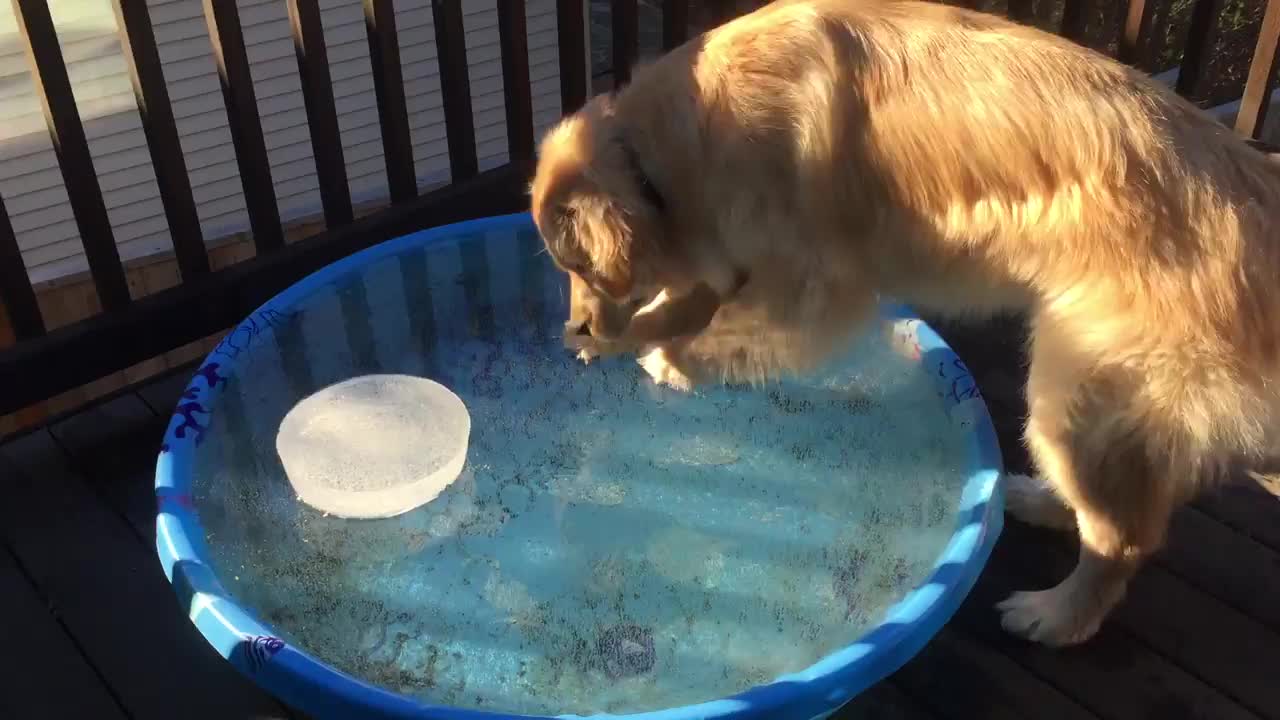 Dog Tries to Fetch Ball from Freezing Pool