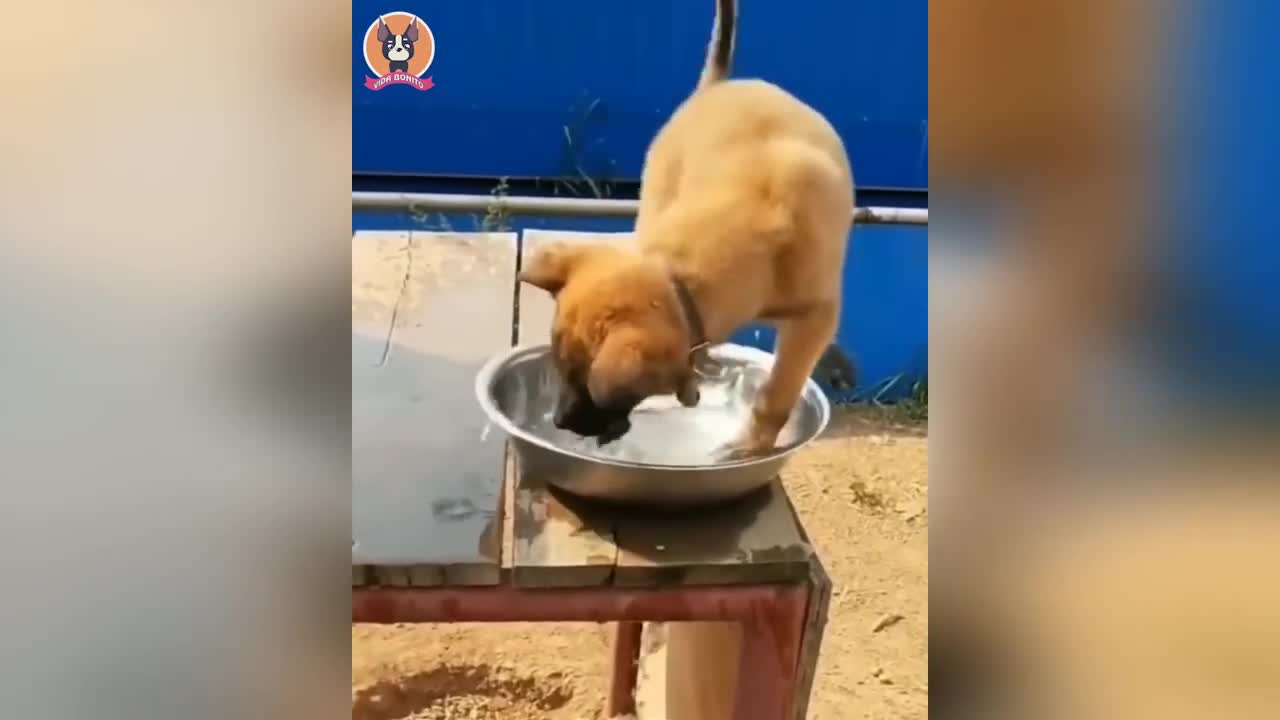 Funny Animals 2022 - Funniest Cats and Dogs Videos 🐱🐶 Part 3