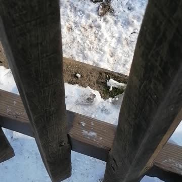 Piglets are born over winter