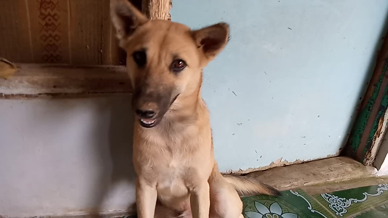 Pupy meeting - Husky is sitting relaxed