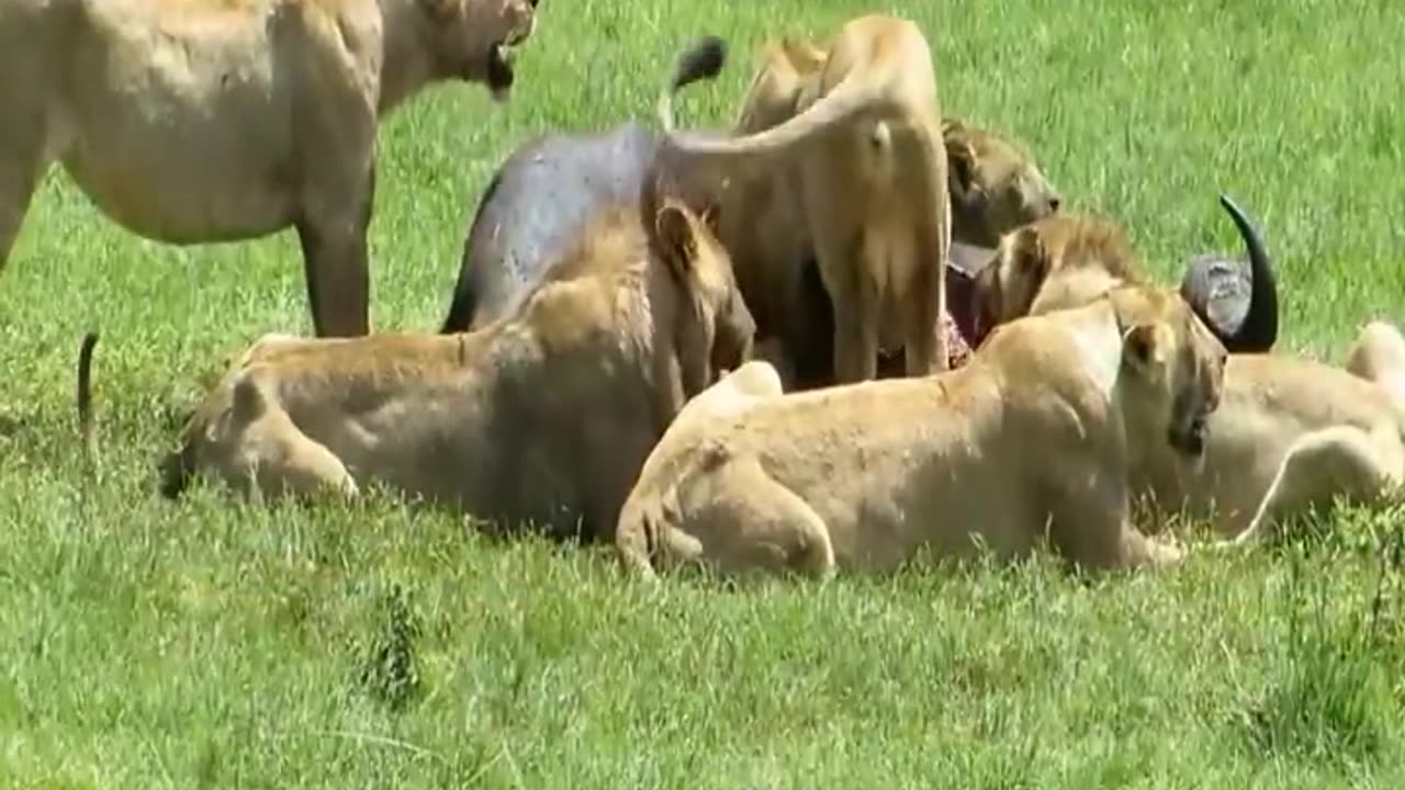 The buffalo herd surrounded the lions and it was the end