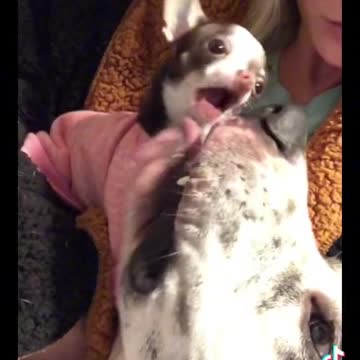 My puppy in my breast best tiktok funy video