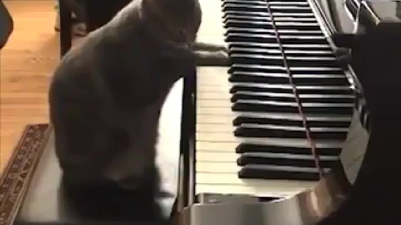 Funny video of cat playing piano