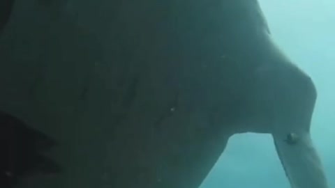 Fish in the sea