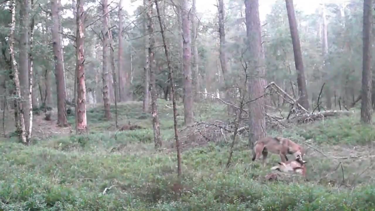 Grey Wolf and Deer😮😯