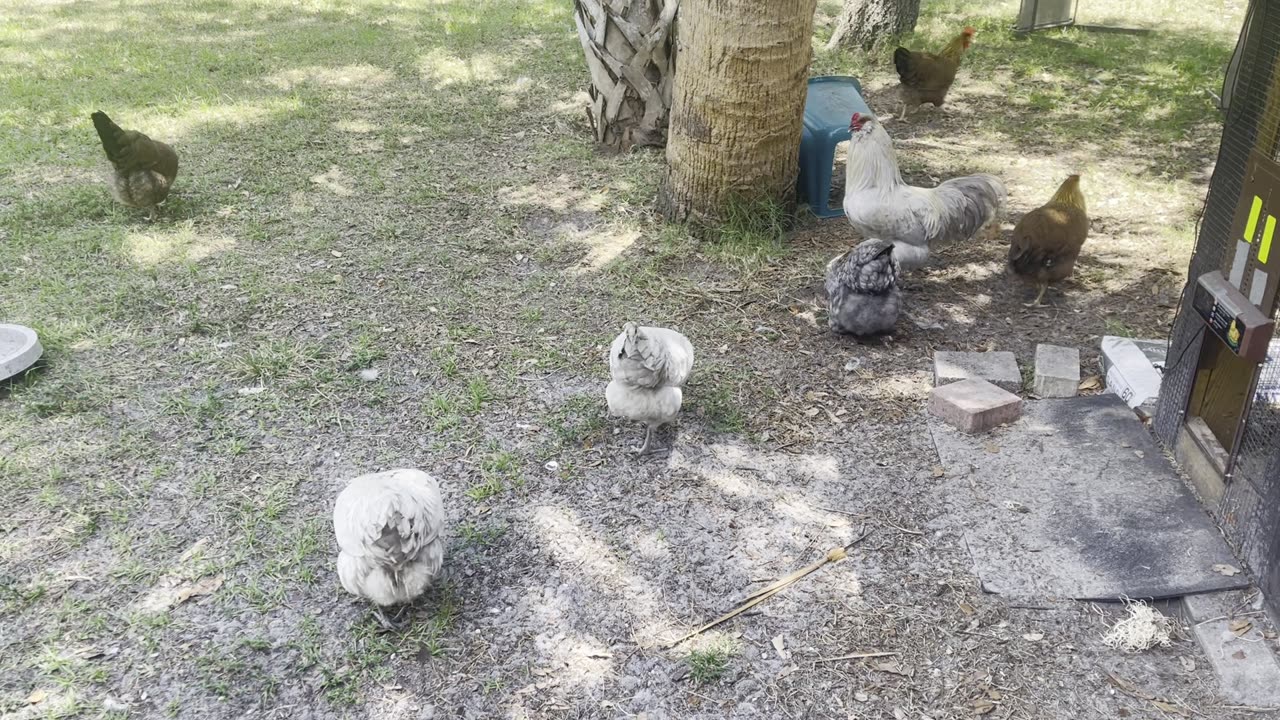 Hot Summer Day with Chickens