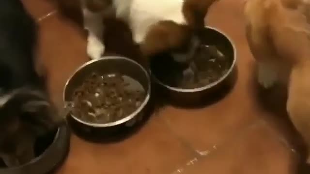 ate