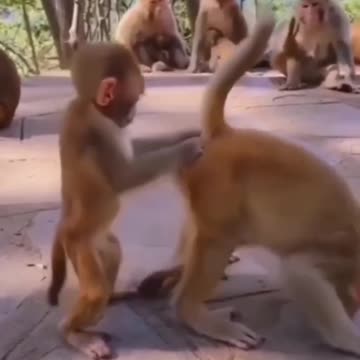 The mischievous monkey did something very strange