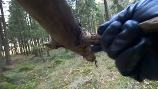 Go pro on a head mount .Carrying found firewood to store for future wildcamps.