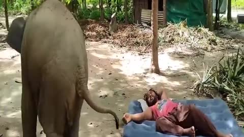 cute elephant