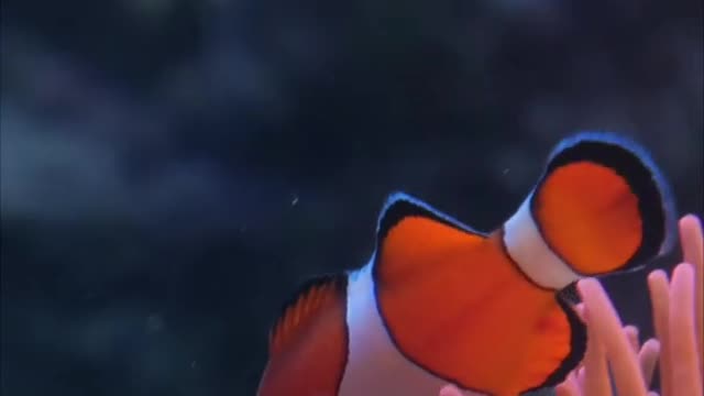 Clownfish the most beautiful fish in the sea....