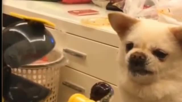 Funny Dog, Cat Videos