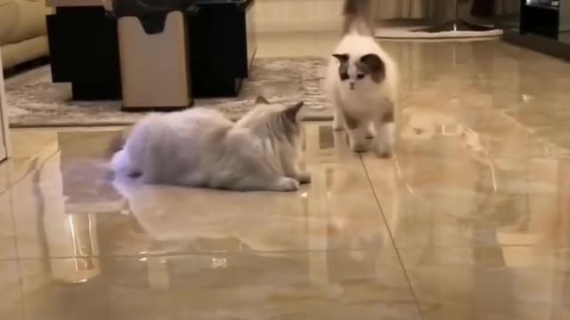 Cat Gets Kiss On The Forehead Of Another Cat, Cute - Tiktok Cats (#Funny #Animals #428)