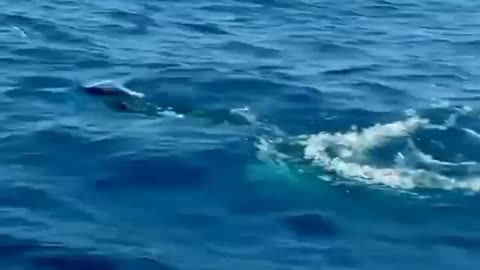 FLYING FISH IN THE OCEAN