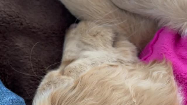 Puppy dreams!