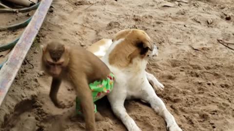 cute monkey & funny dog video