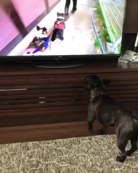 Cute dog watching TV and running with the other dogs