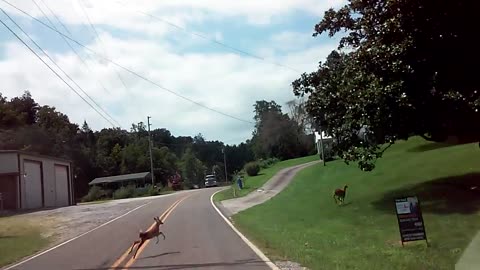 Oh Deer! Why are the Neighbor’s Kids Running Across the Road?