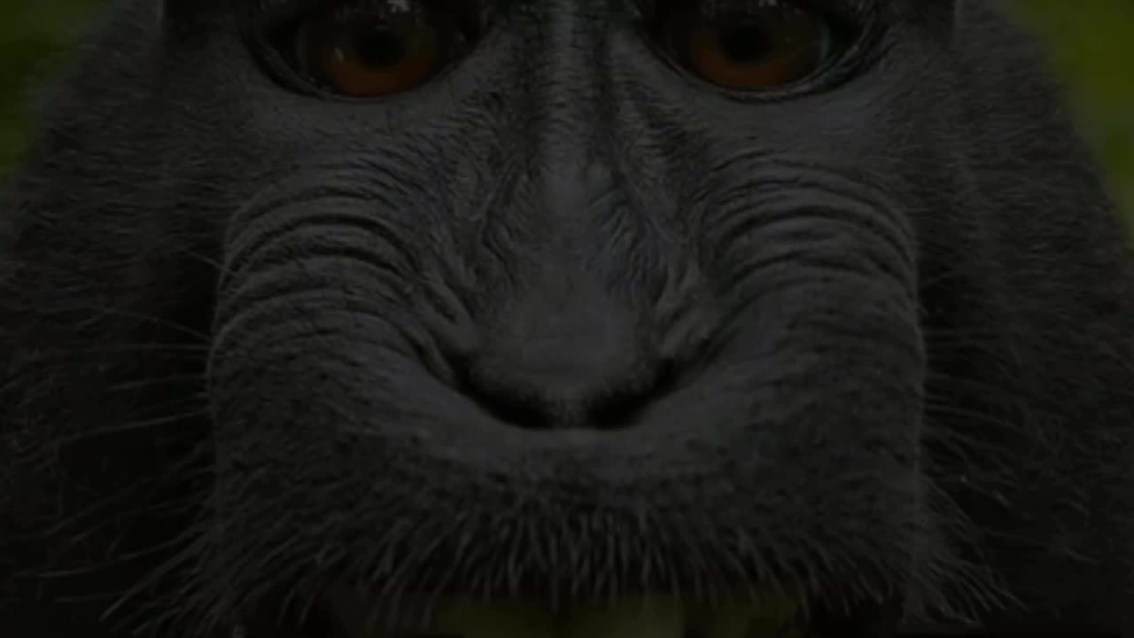 Life could be dream monkey