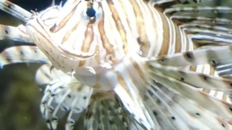 A Scorpion Fish Swimming Underwater #shorts #viral
