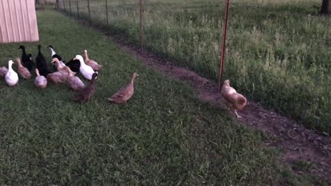 Let's talk about Ducks. Why did the Chicken cross the road? Are you my Mother?