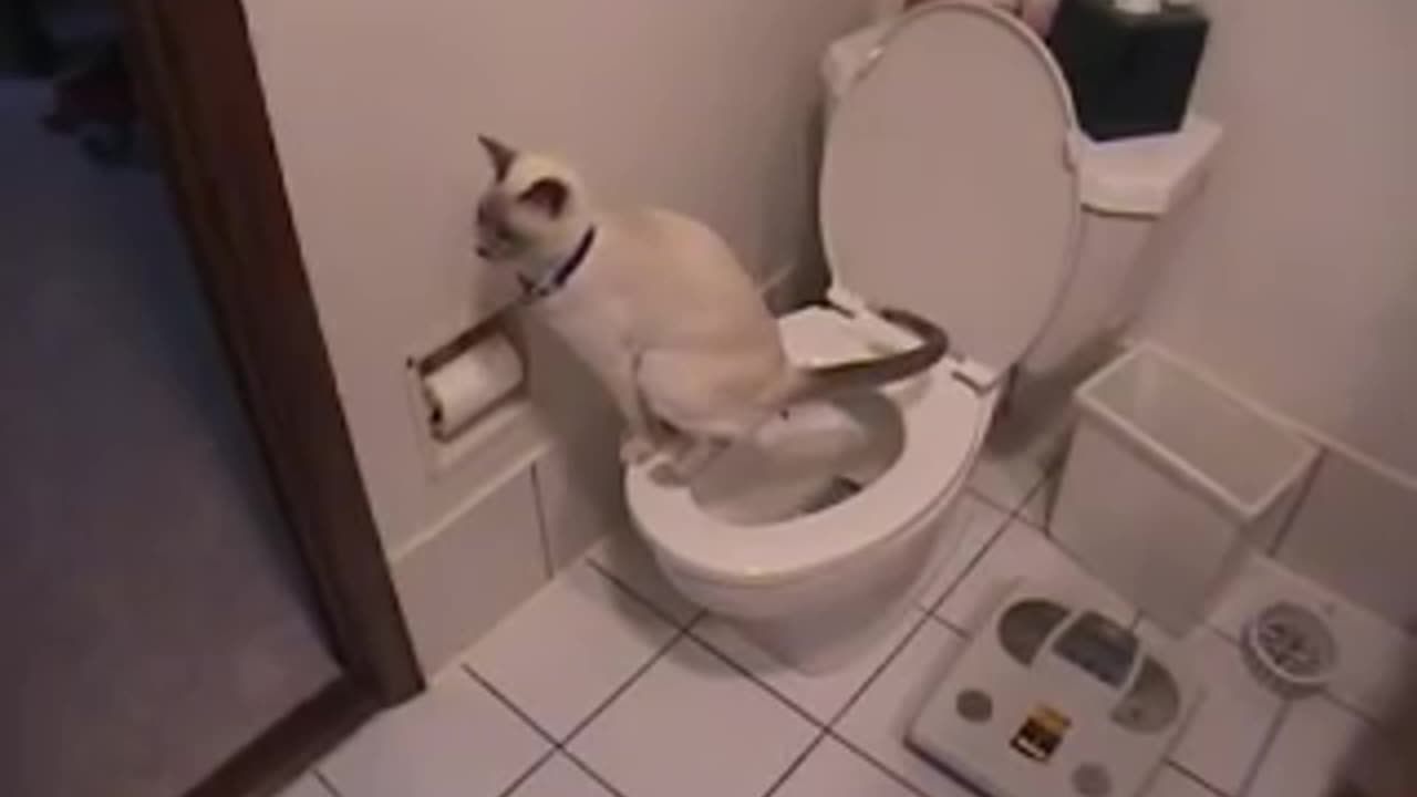 Cat using toilet & toilet paper