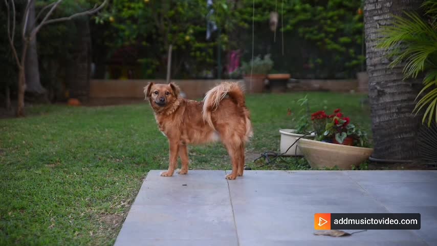 A smart dog is enjoying music in the garden