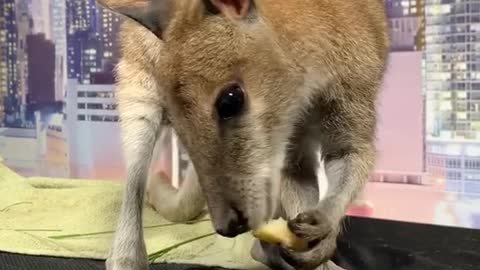 Sheman Eats Her Apple 🍎 ( SUPER CRUNCHY )