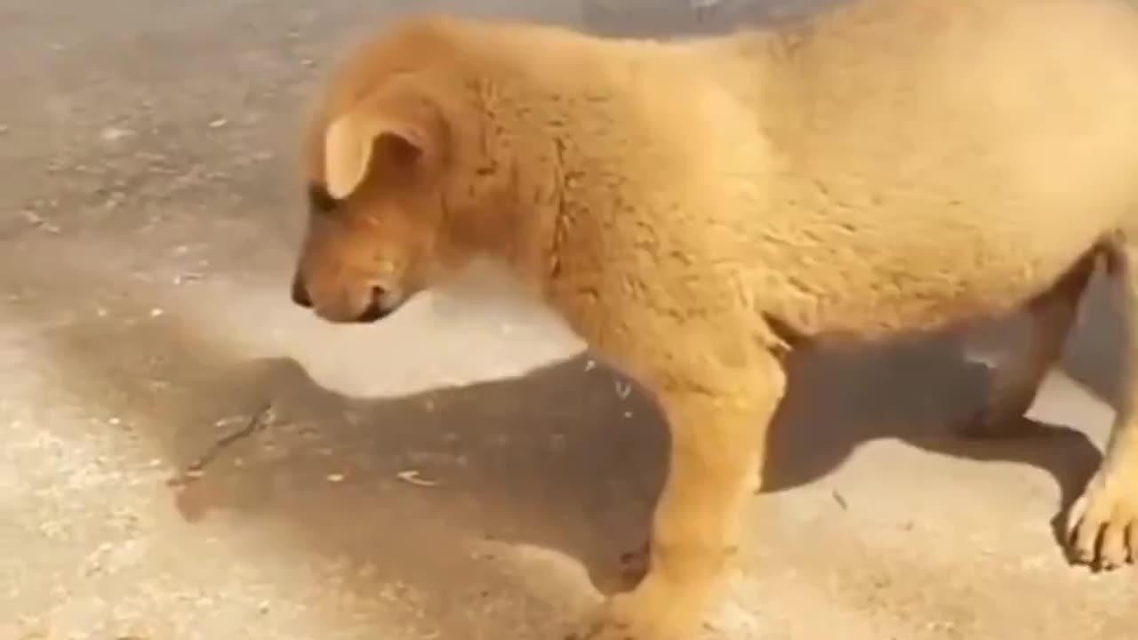 Funny animals