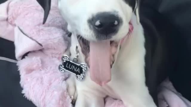 Baby Luna Edition