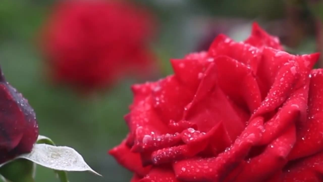 Beautiful flowers