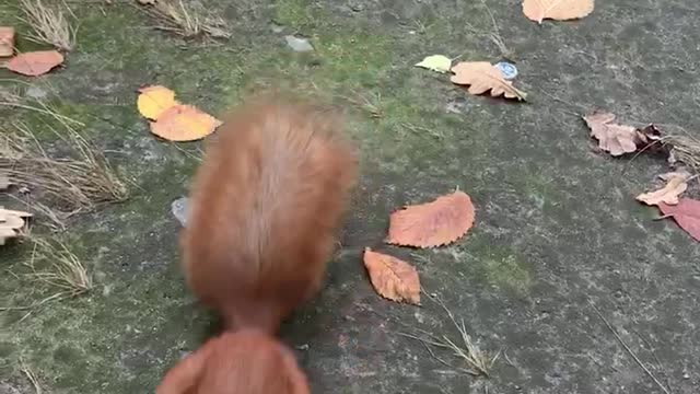 Funny squirrel in a city park