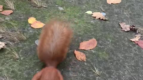 Funny squirrel in a city park