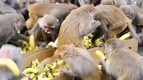 monkey video 2022 #shorts