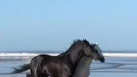 beautiful horses