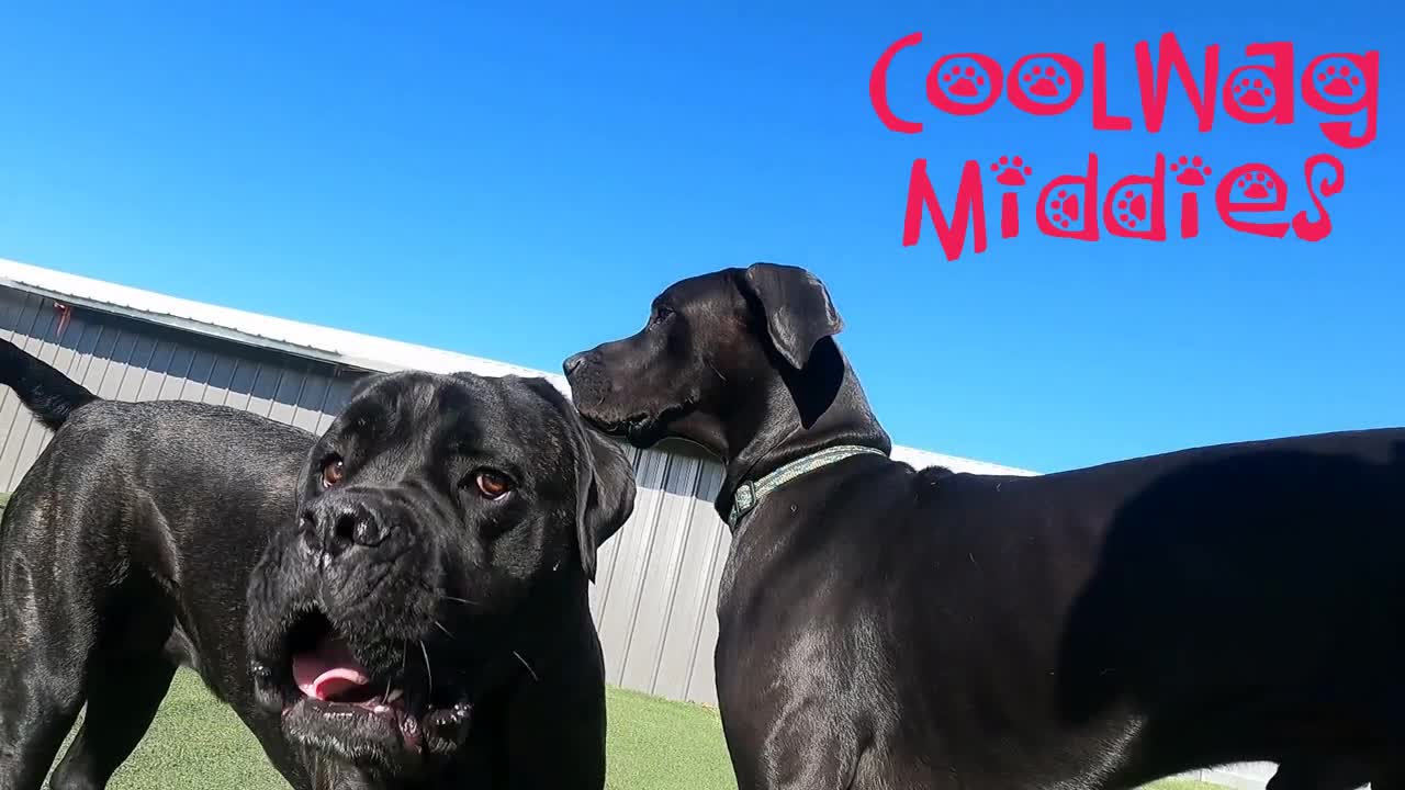 CoolWag Middies - Ethel the Mastiff and Neko the Great Dane are the big players today